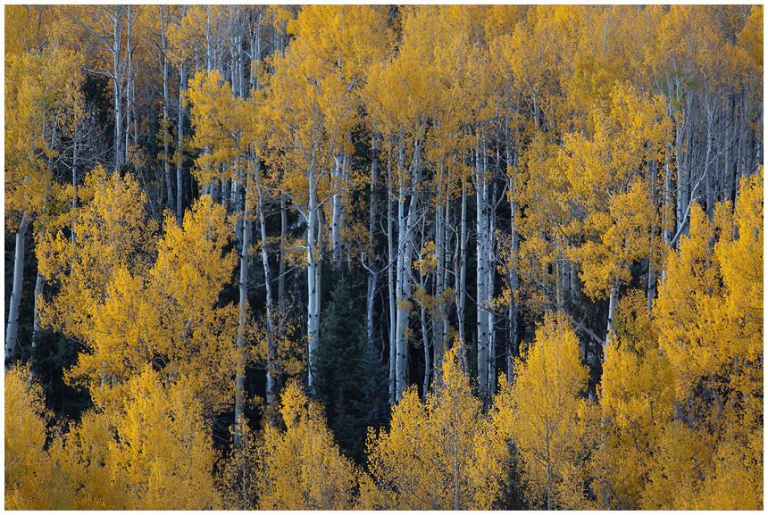 an Aspen Forest