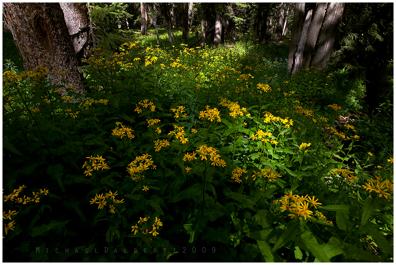 Wildflower Forest