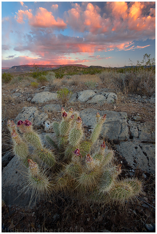 Barren Colors