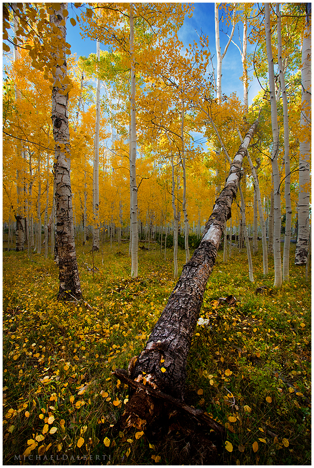 Autumn Forest