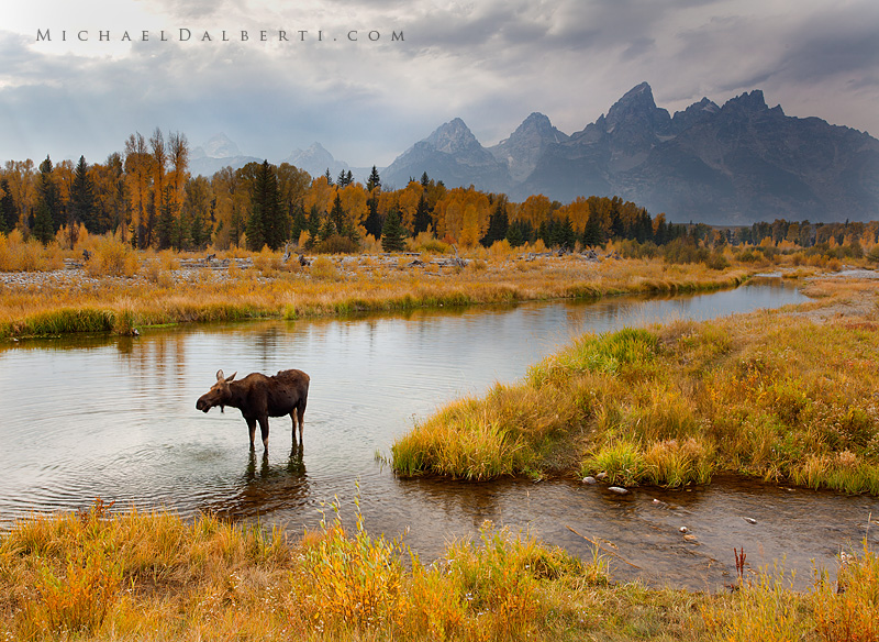 Schwabacher's