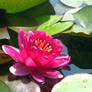 Water lily 1