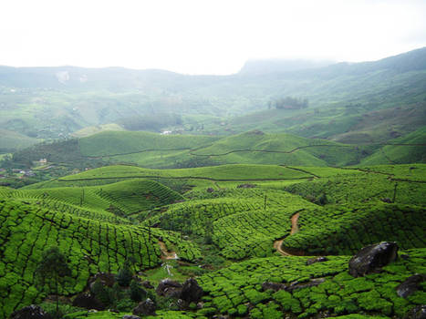 Tea Plantation Hills 1
