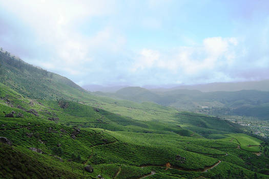 Tea Plantation Hills 2