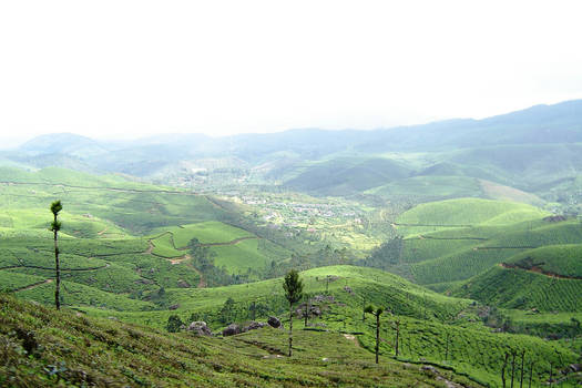 Tea Plantation Hills 3