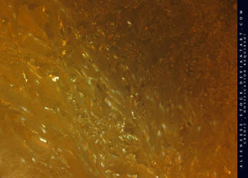 Frost /  Gold leaf Texture 1