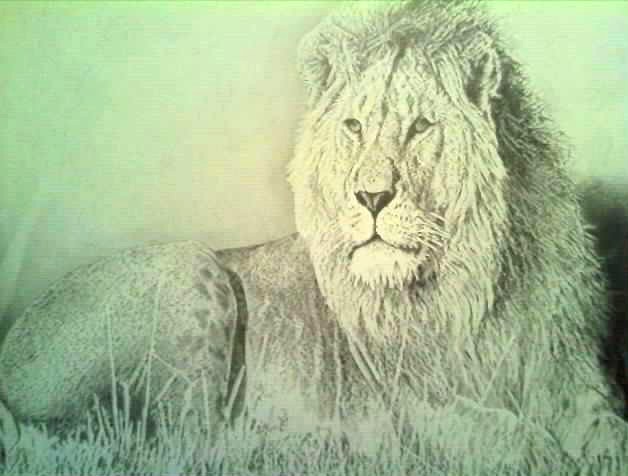 African lion canvas