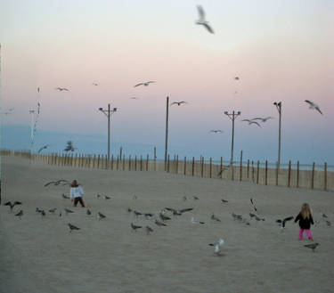 Chasing Seagulls