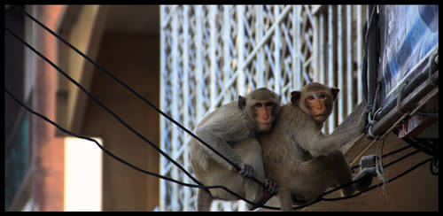 Monkeys on Wire