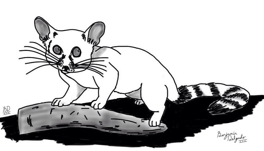 Deviantart Ringtail RingTail by Yari-Ashigaru on DeviantArt