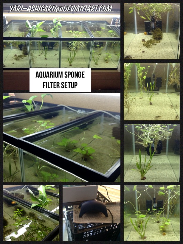 Aquarium Sponge Filter Setup