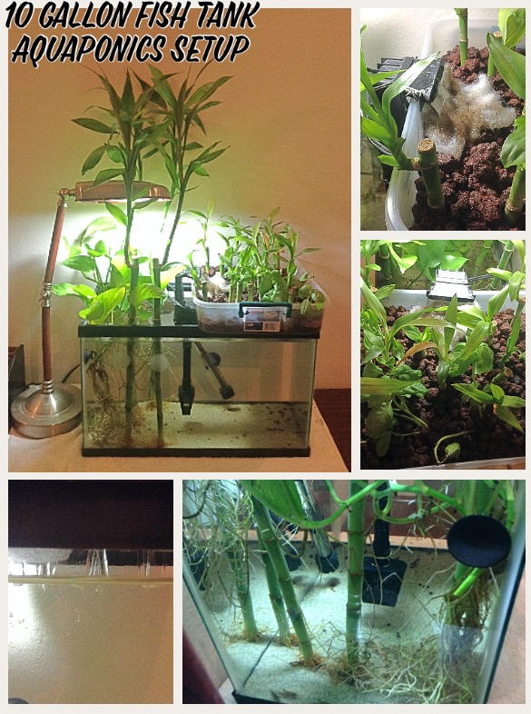 10 Gallon Fish Tank Aquaponics Setup By Yari Ashigaru On Deviantart 10 Gallon Fish Tank Aquaponics Setup By Yari Ashigaru On Deviantart