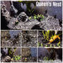 Alien Queen's Nest