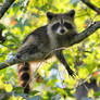 #racoon 