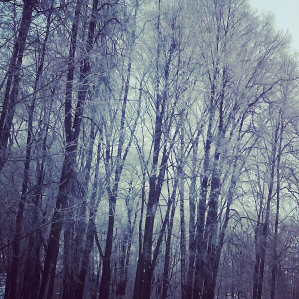 snow/forest