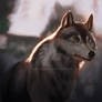 Timber Wolf - Lighting Study (Planet Zoo)