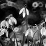 Snowdrops
