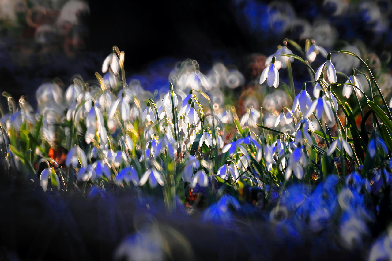 Psychedelic Snowdrops