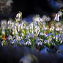 Psychedelic Snowdrops