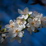 Blossom Royal