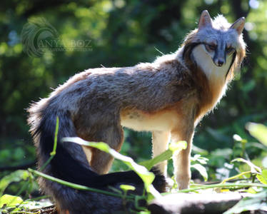 Grey Fox Room Guardian