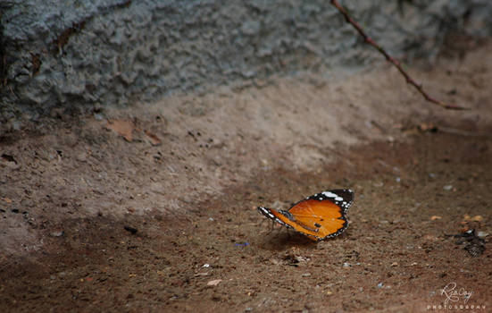 Sadness butterfly