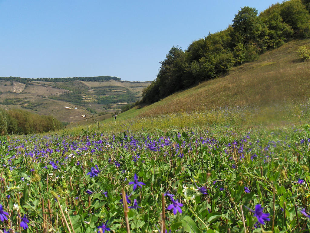 Fields of Green and Blue 1