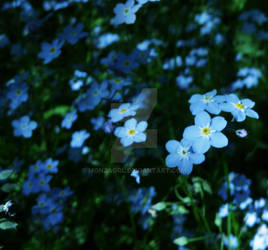 Sea of Flowers