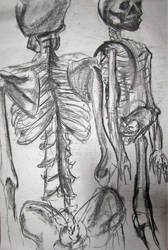 Figure Study - Skeleton, 2014 Charcoal