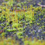 Landscape in miniature