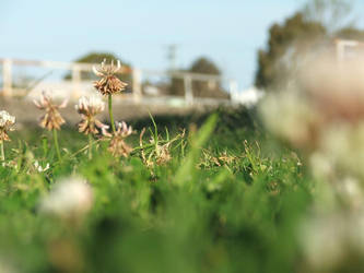 Clover in the Street