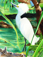 Snowy Egret