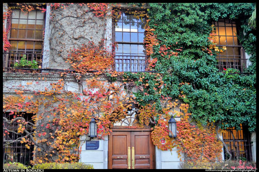 Autumn in Bosphorus University