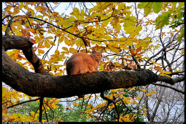 Cat sleeps on a tree viewing Bosphorus