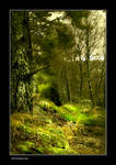 Northumberland Woodland by newcastlemale