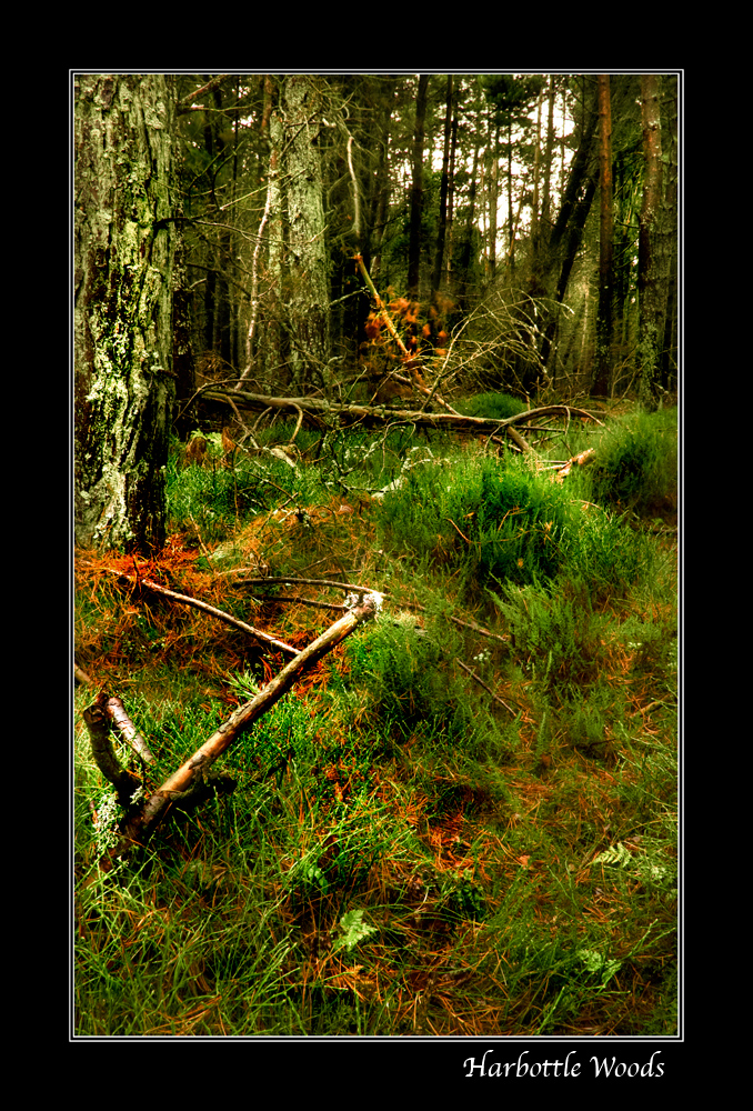 Harbottle Woods