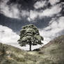 Sycamore Gap 3