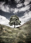 Sycamore Gap 3 by newcastlemale