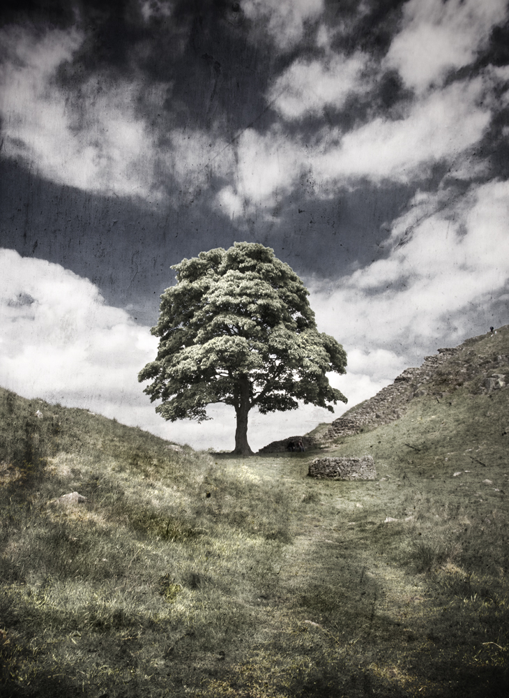 Sycamore Gap 3