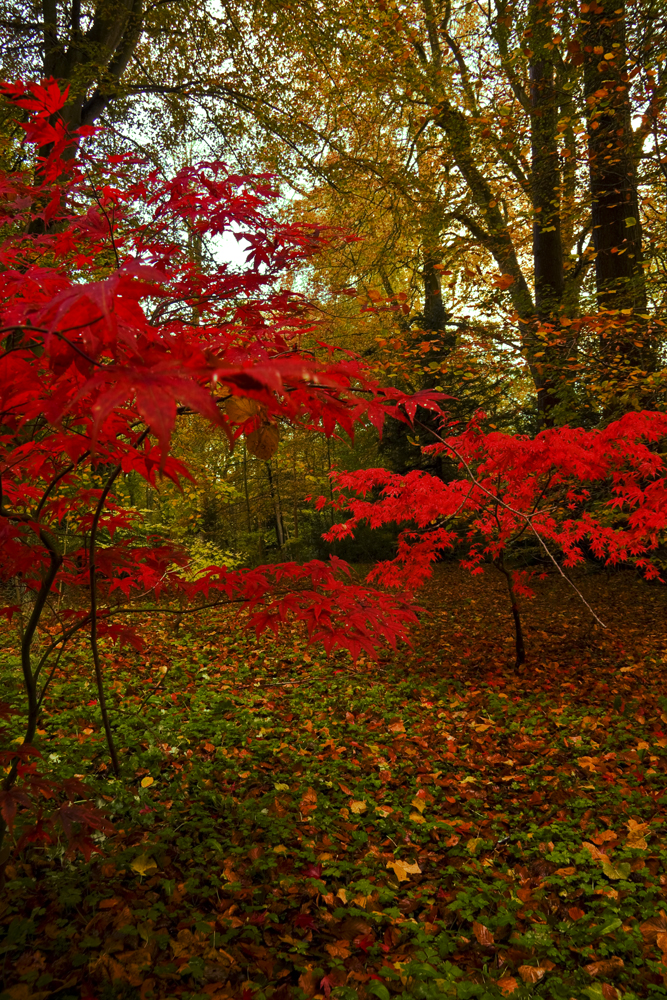 Northumberland Woodland 6