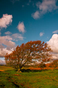 Northumberland Tree 4