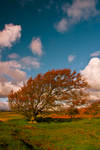 Northumberland Tree 4 by newcastlemale