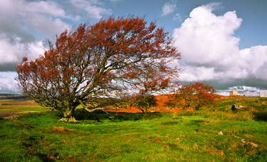 Northumberland Tree 5