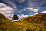 Sycamore Gap 4 by newcastlemale