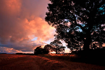 Northumberland field