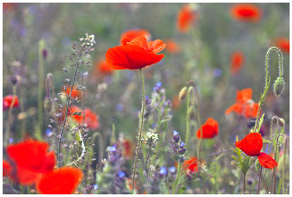 poppies