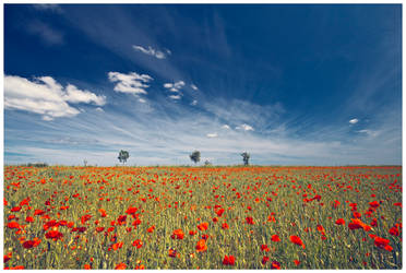 Poppy Field