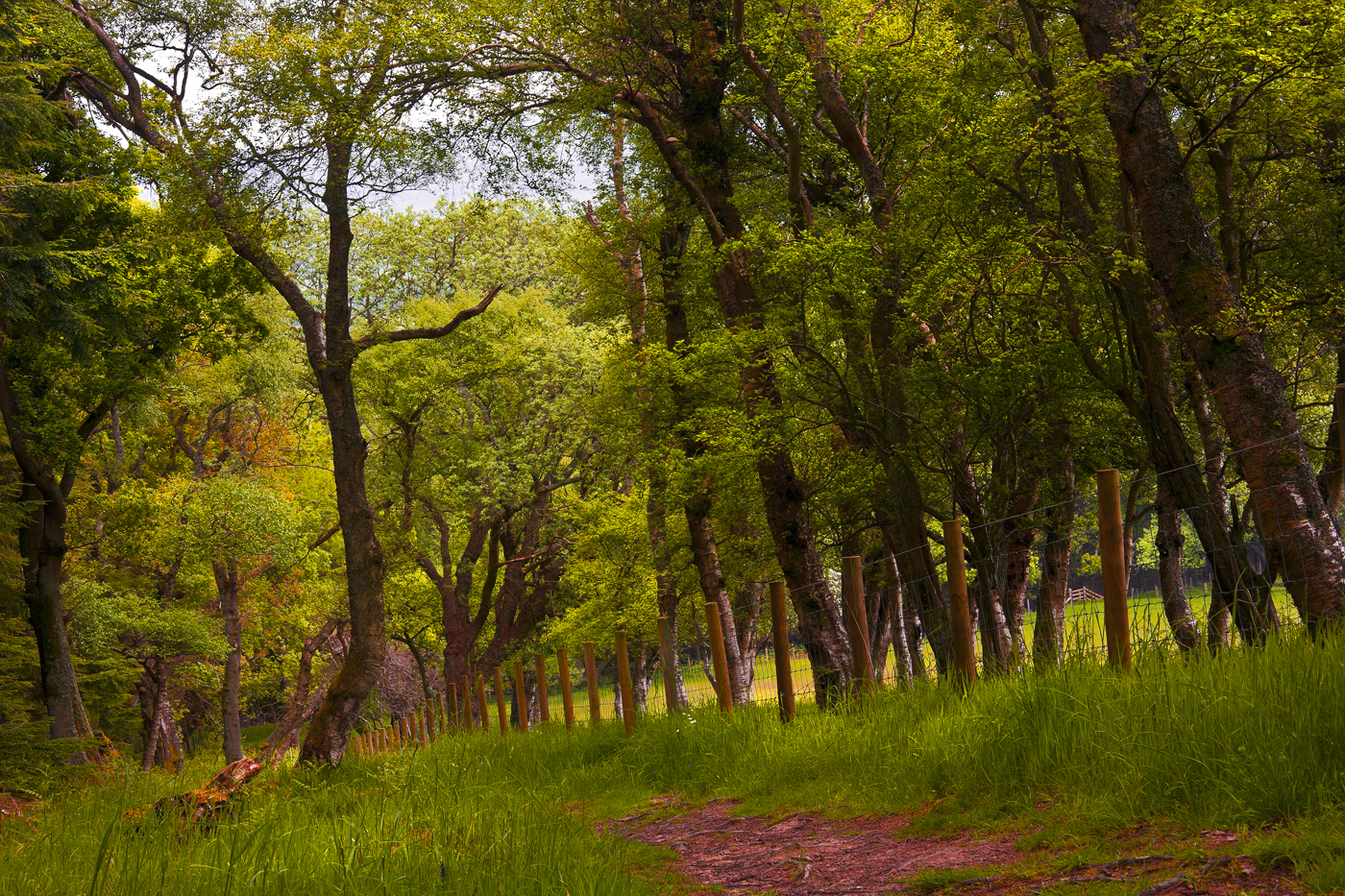 Northumberland Woodland