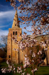 Blossom Tree by newcastlemale