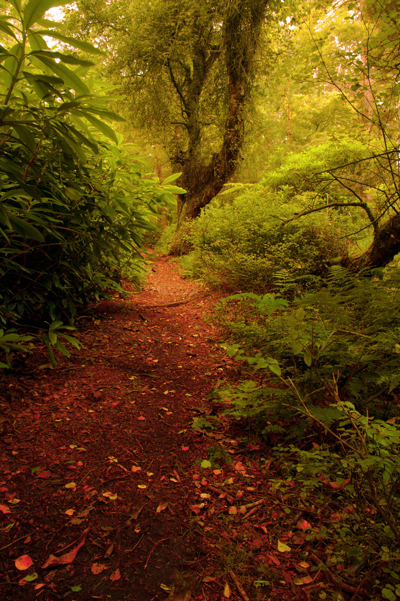 Northumberland Woodland